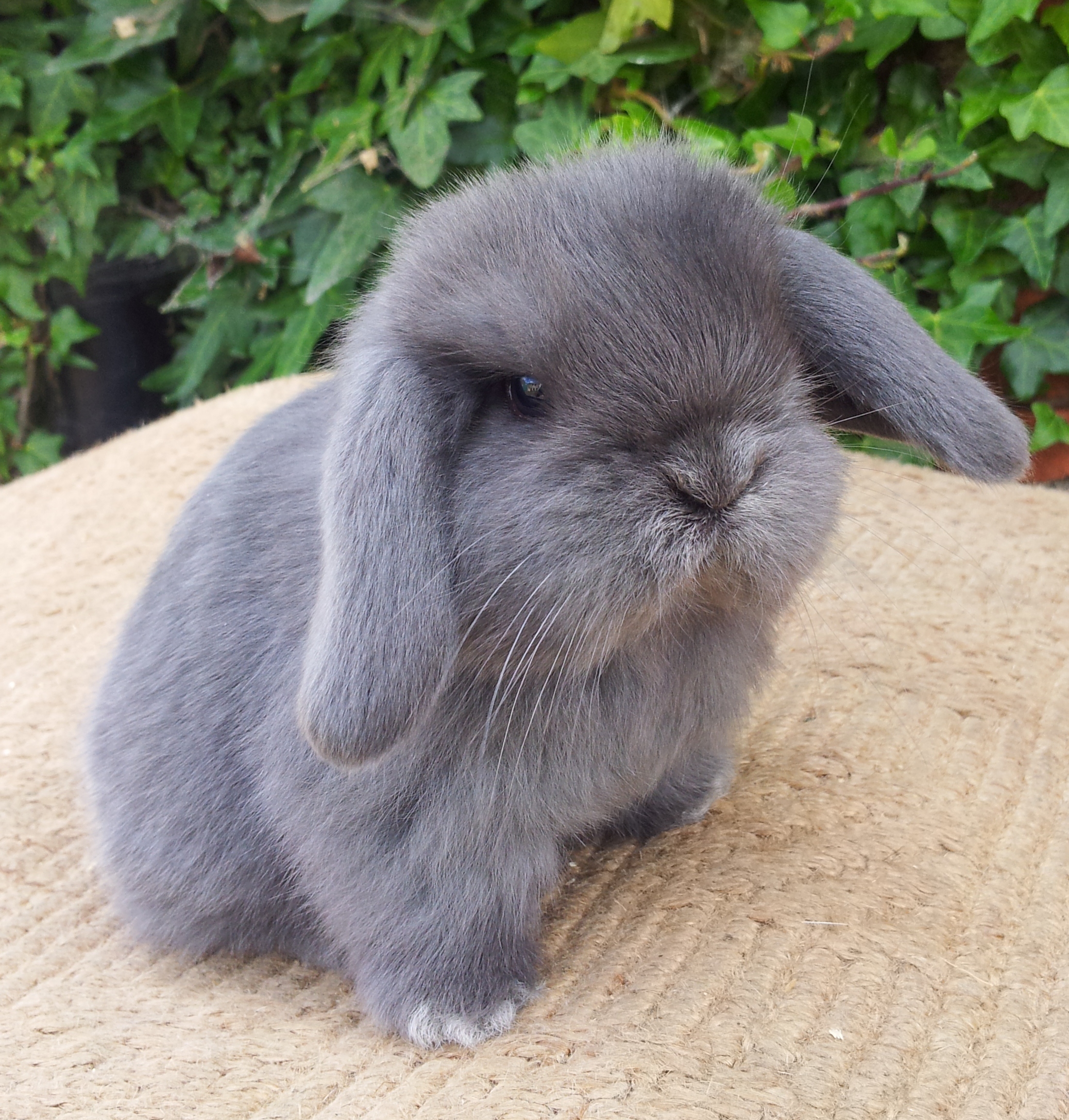 dwarf lop bunnies for sale near me