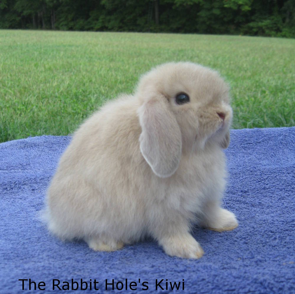mini holland lop bunnies for sale near me